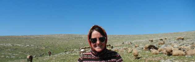 Milking Sheep in Turkey