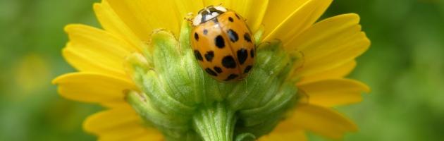 Primavera brasileira - flores
