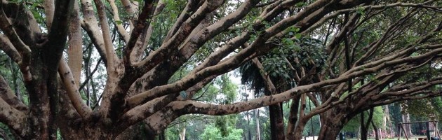Parque do Ibirapuera