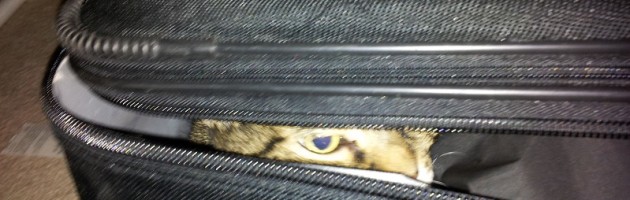 Travelling Light With The Cat