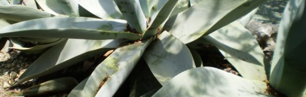 Agave azul