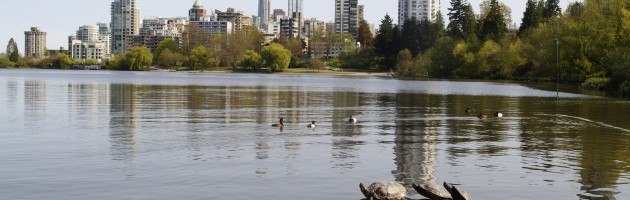 Tortugas mirando Vancouver desde Stanley Park